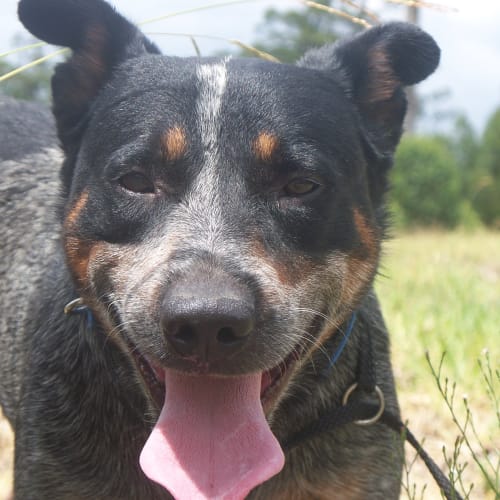 No photo for Pablo   **On Trial Adoption**