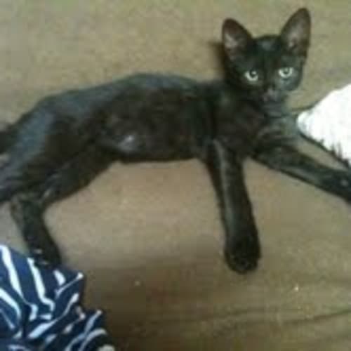 No photo for Luke *Adoption Pending*