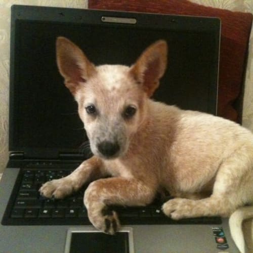 No photo for Banjo *On Trial Adoption"