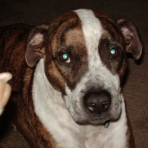 No photo for *On Trial* Pooka