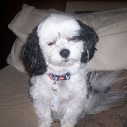 No photo for Gizmo
