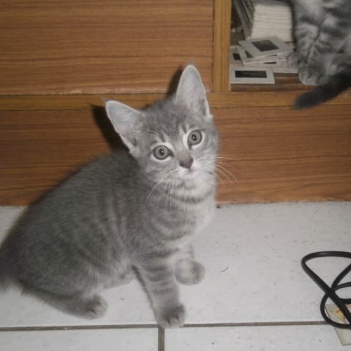 No photo for Un Named Grey Tabby Girl