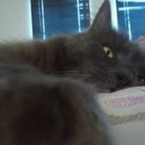 No photo for **Adoption Pending** Gucci