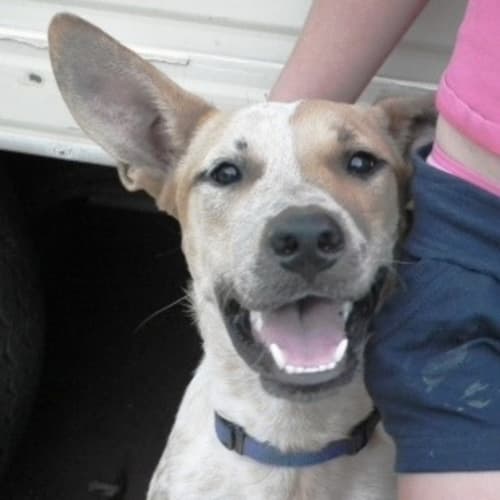 No photo for Bluey(d1737)*Adopted*