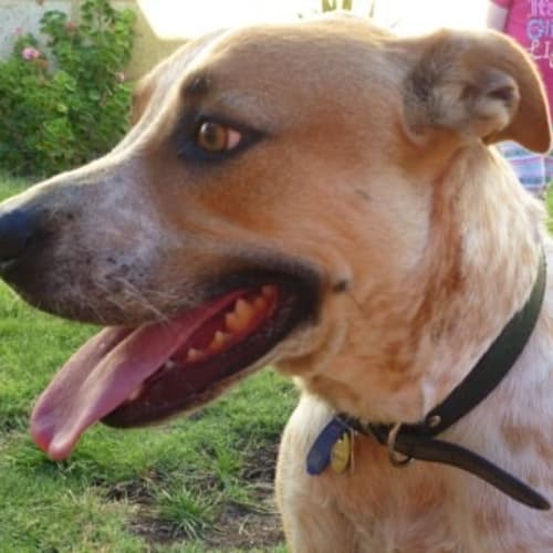 No photo for Ruski(d1365)*Adopted*