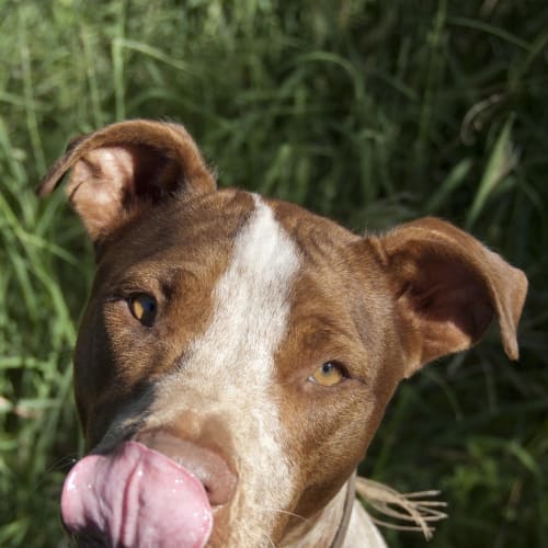 No photo for Sam (Hd028) *Adoption Pending*