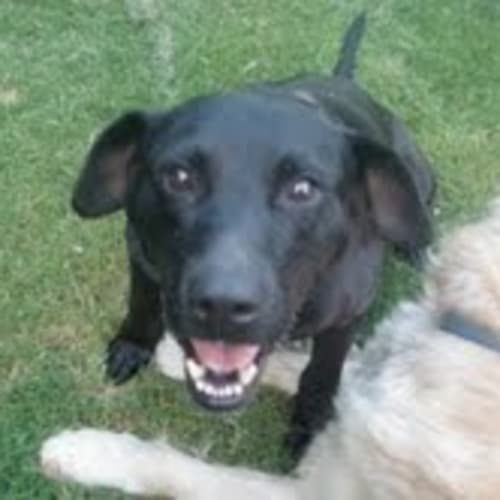 No photo for **Adoption Pending** Asha