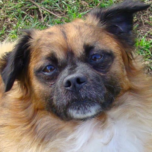 No photo for Beanie   On Hold