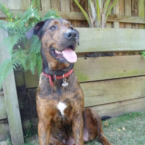 No photo for Pearl   Arq Spring Has Sprung Adoption Drive!