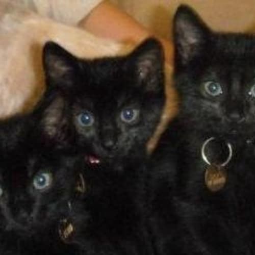 No photo for Lacey(tc008)*Adopted*