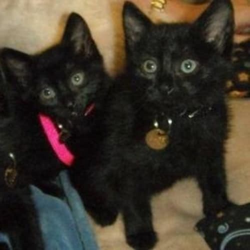 No photo for Baby(tc007)*Adopted*
