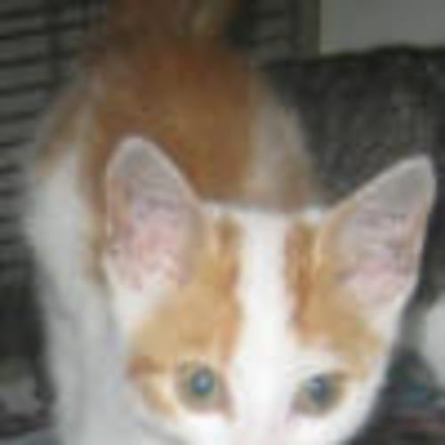 No photo for Bogart (Deposit Taken)