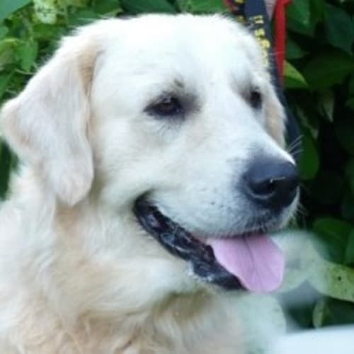 No photo for Cooper(d1818)*Adopted*