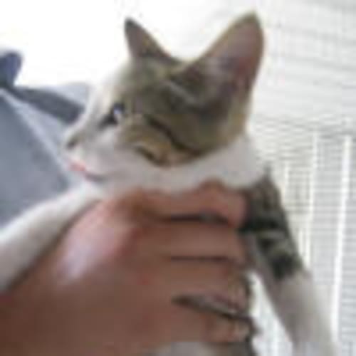 No photo for Coco (Deposit Taken)