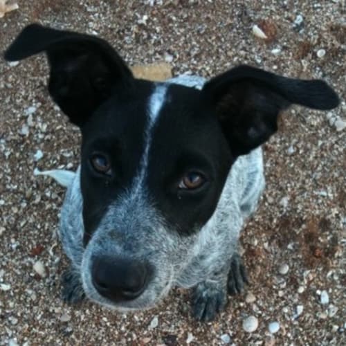 No photo for Esme(d1820)*Adopted*