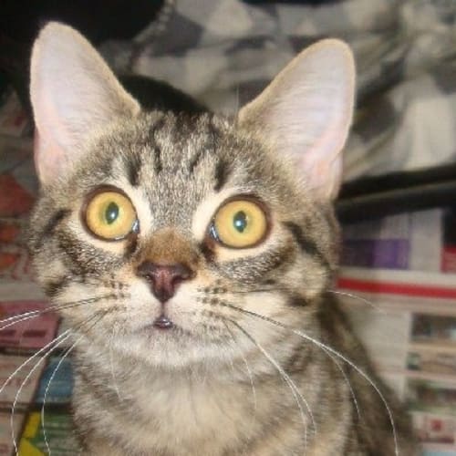 No photo for Philby   The Ultimate Family Kitten!