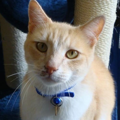 No photo for Kevin (Tc004) **Adopted**