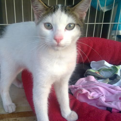 No photo for Cindy (I'm A Boy!)  Small Donation Only