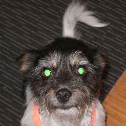 No photo for Maddie   Adoption Pending