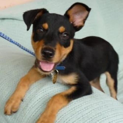 No photo for Boris(d1812)*Adopted*
