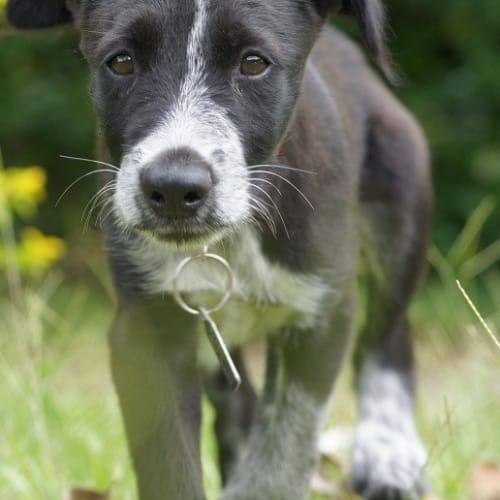 No photo for Indie *On Trial Adoption*
