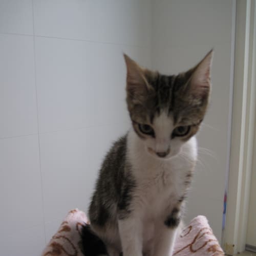 No photo for Chloe (Best Tabby Ever)