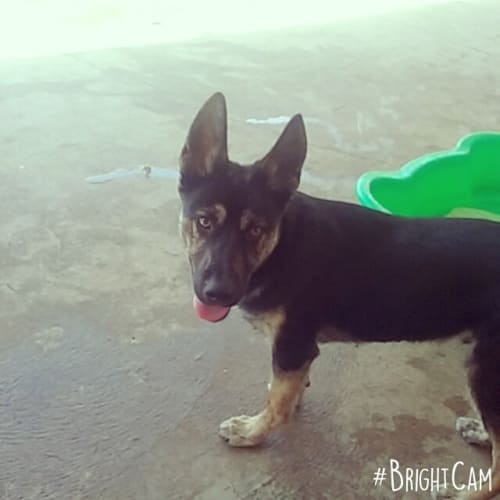 Tyson ** The Smartest Pup **