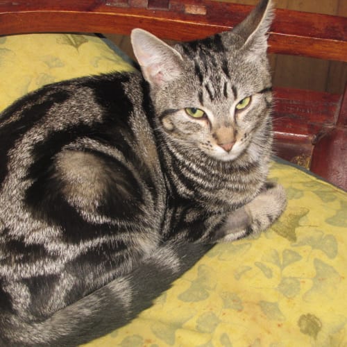 No photo for Minnie   On Trial