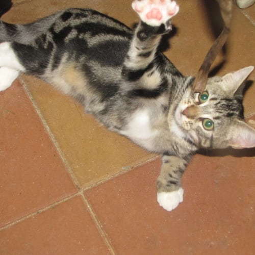 No photo for Mintie On Trial