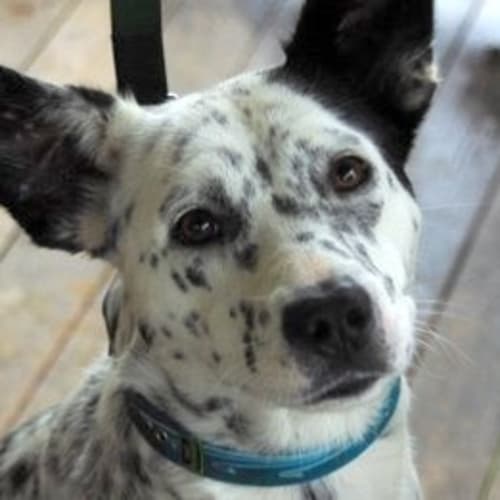 No photo for Maggie *Adoption Pending*