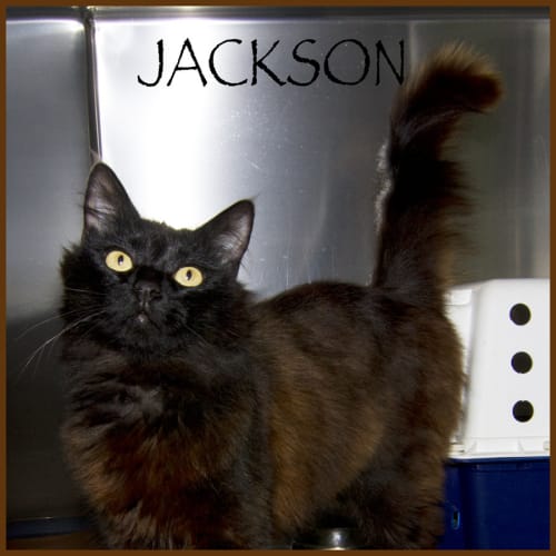 Jackson