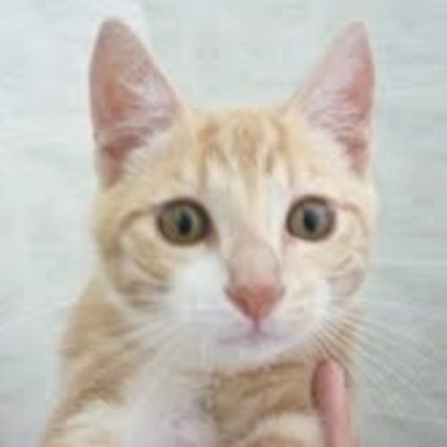 No photo for Custard *Foster Carer Needed*