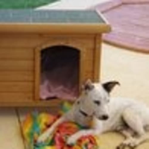 No photo for Little Joe *Adoption Pending*