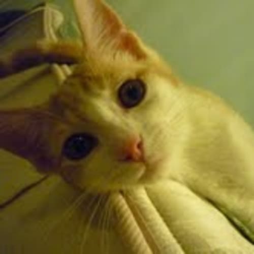 No photo for Pooky