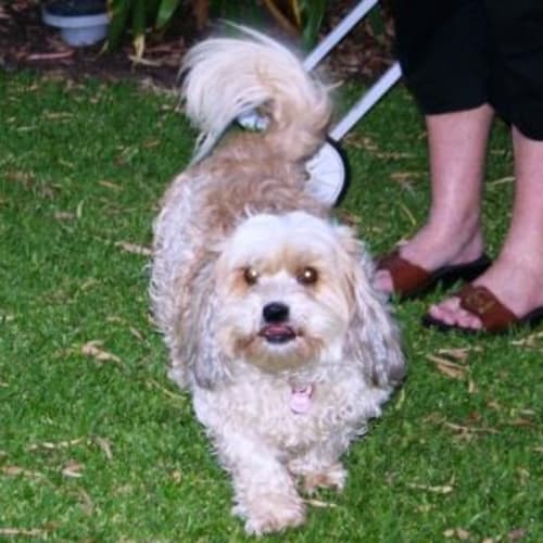No photo for Chloe   Adoption Pending