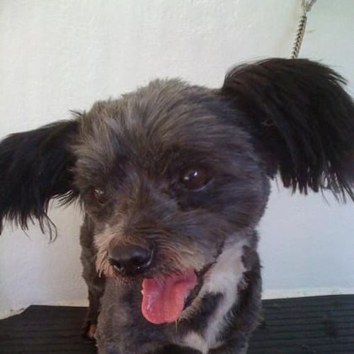 No photo for Gizmo ** Adoption Pending **