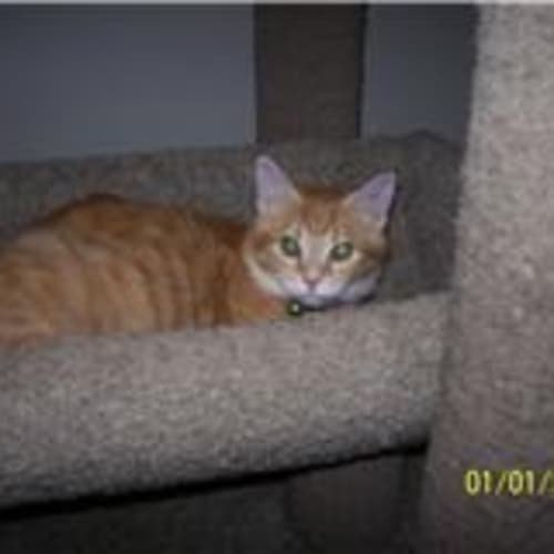 No photo for **Adoption Pending** Ginny