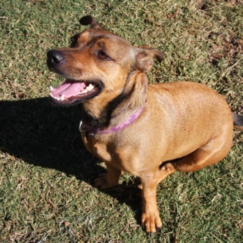 No photo for Poppy(hd033) *Adopted*