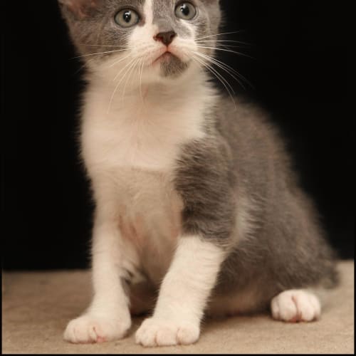 No photo for Chester