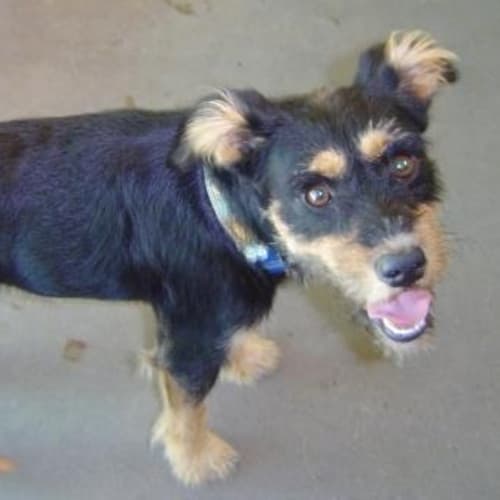 No photo for Scruffy