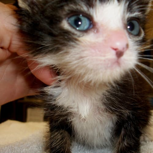 No photo for Jasper  ( Needs A Home : )