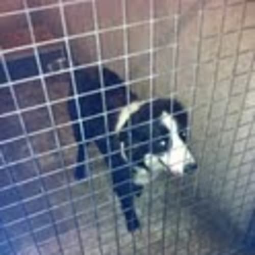 No photo for Impound:Dover Needs Foster/Adoption