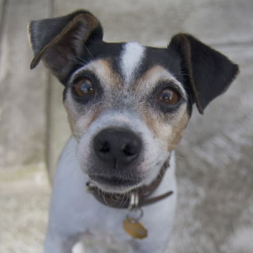 No photo for Buckley