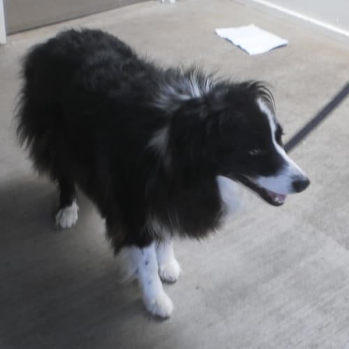 No photo for Oscar (Yard 20 Canberra Pound)