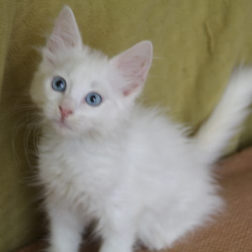 No photo for Casper