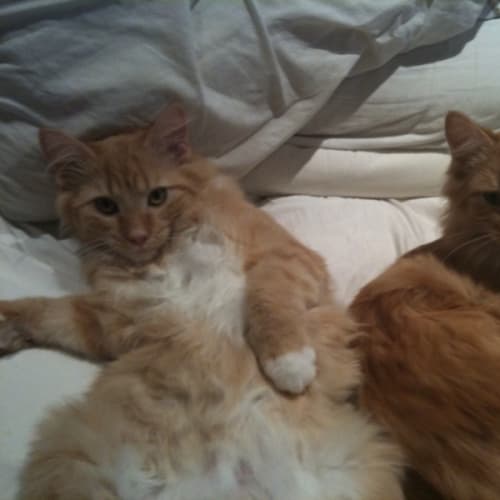 No photo for Cinnamin And Nutmeg (The Twins)