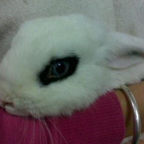 No photo for Rupert And Ruby