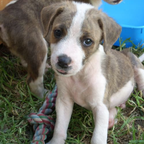 No photo for *On Trial* Albert