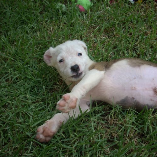 No photo for *On Trial* Commander Whitehead