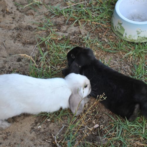 No photo for **Adoption Pending**  Basil & Beanie   Mini Lops